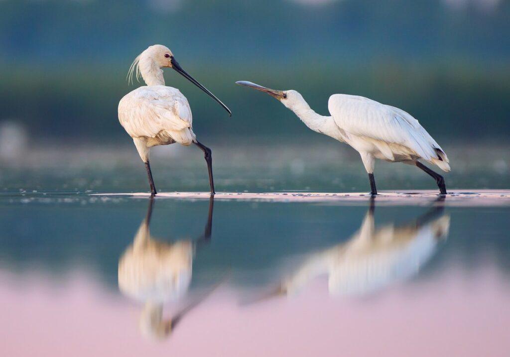 EU Green Deal and biodiversity strategy: A new beginning or nipped in the bud?