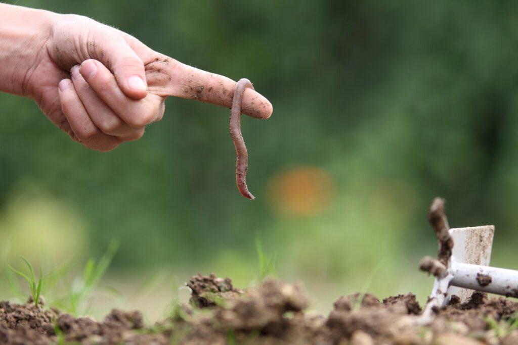 Five recommendations for achieving healthy soils by 2030 through Horizon Europe