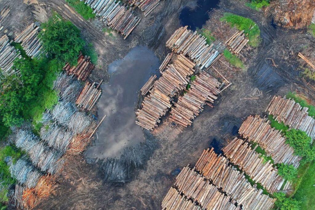 IEEP’s response to the public consultation on deforestation and forest degradation