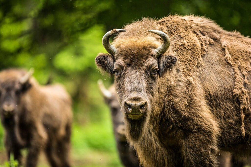Why Europe needs a more ambitious biodiversity agenda