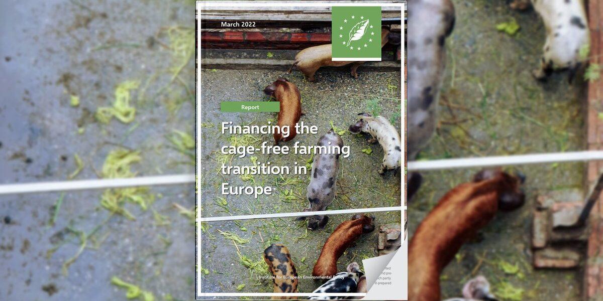 Financing the cage-free farming transition in Europe