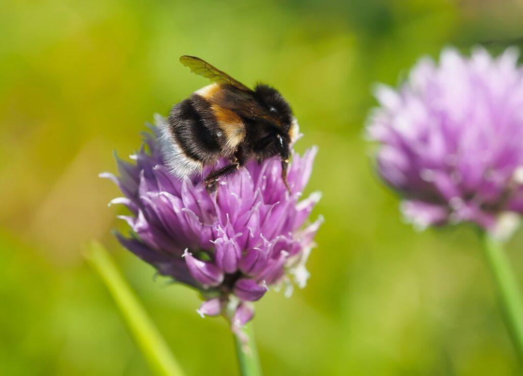 European Commission plans action to address decline in pollinators