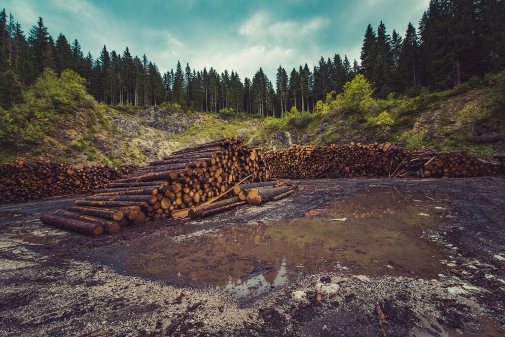Under the looking glass- Leaving no one behind in the new EU deforestation-free legislation