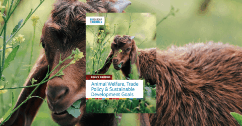 Animal welfare and SDGs (1)