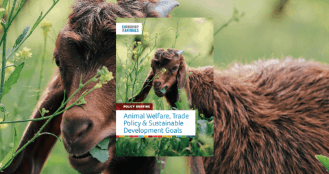 Animal welfare and SDGs (1)
