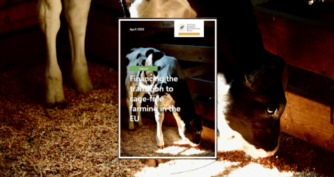 Cage-free transition
