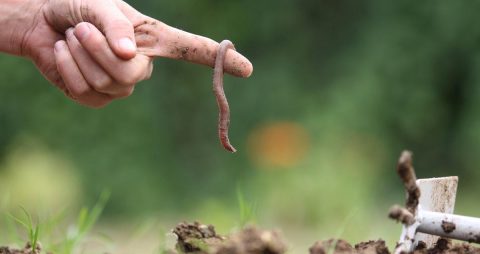Five recommendations for achieving healthy soils by 2030 through Horizon Europe