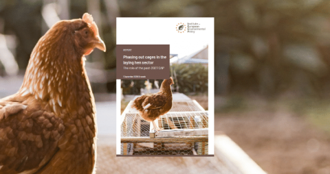 Hen cage