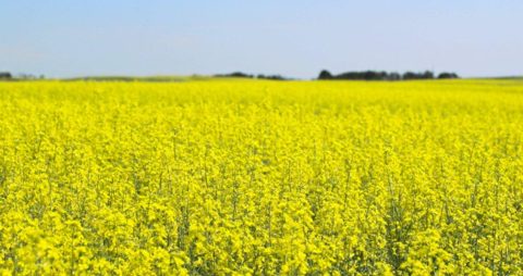 IEEP Analyses the Impact of EU Biofuel Policy on Land Use Change