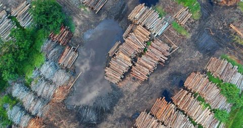 IEEP’s response to the public consultation on deforestation and forest degradation