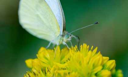 A white butterfly in Parc des Beaumonts, Parc des Beaumonts, Montreuil, France
