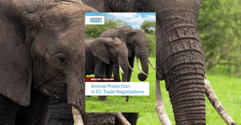 Thailand Animal welfare