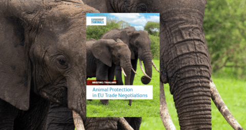 Thailand Animal welfare