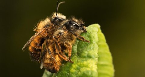 World Bee Day: what is the EU doing to help pollinators?