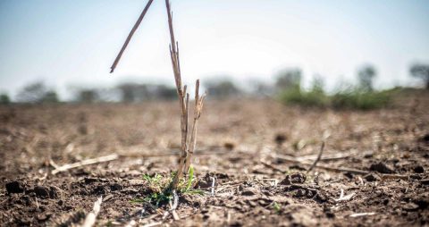 World day to combat desertification and drought: What it means for Europe