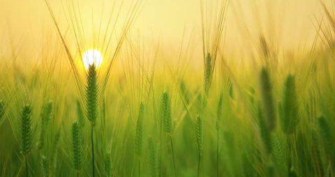 barley field