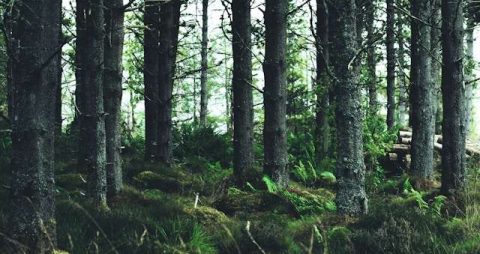 Forestry